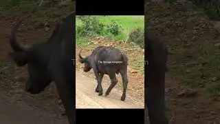 Buffalo With Half Tail 😱