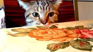 Шок! Слабонервным не смотреть!!!