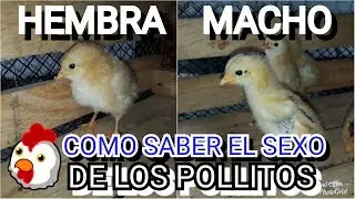 How to tell the sex of your chicks? Determine if they're male or female (very well explained)