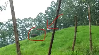 மதம் கொண்ட யானையின் வீடியோ-- கேரளா