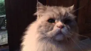 Кот грустит, а совята ушастой совы громко пищат