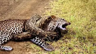 The python attacked the leopard - that's what happened next...