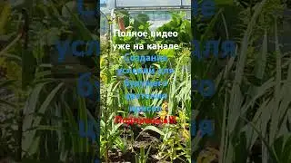 Создание условий для будущего цветения ирисов #дача #огород