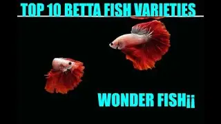 😍🐟🐟TOP 10 VARIETIES OF INCREDIBLE THAI BETTA🐟🐟😍