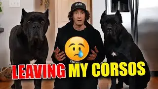 I'm Leaving My Cane Corsos