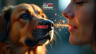 The Secret Life-Saving Talents Your Dog Might Be Hiding
