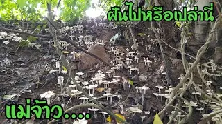 ไม่ได้ฝันไปใช่ไหม เกิดมาก็พึ่งเคยเห็นเห็ดปลวกหมู่นี้ เกิดมาหลายพันดอก เห็นแล้วหัวใจจะวาย EP818