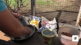 Кормление голубей минералами