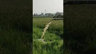 Jaat jamidar