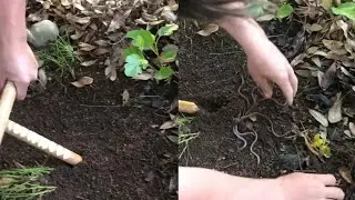 Как быстро накопать червя/Как приманить червя/Совет рыбакам #лайфхак #советдня