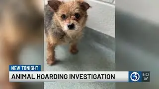 37 dogs rescued from hoarding situation in Wallingford