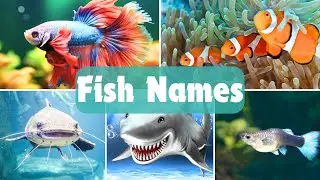 Fish Names for Kids: Learn About Cool and Colorful Fishes | MimiMedia Kidz TV | 