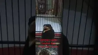Tengkek buto edan ! satu nafas panjang || kang bay