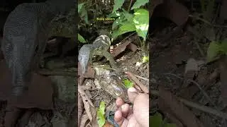 Memancing Predator keluar dari sarangnya