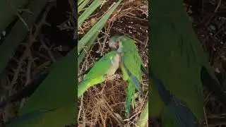 Цип цип мои циплятки