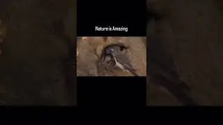 The helpful bird 