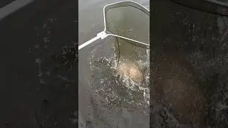 Ледве вліз в підсак #carpfishing