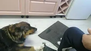 Брось эту затею, погладь меня