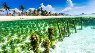 Raw seaweed Spinosum in by-cosmetics ingredients