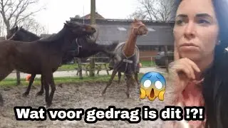 WAT IS DIT VOOR GEDRAG VAN MIJN MERRIE | Daniëlla van der werf