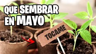 Que sembrar en MAYO 🌱 Calendario de Siembra 2024 | La Huerta de Ivan