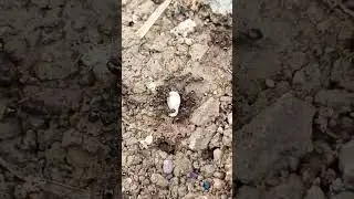 Ants colony transfering egg to another nest 🐜