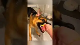 funny dogs reacting to lemons