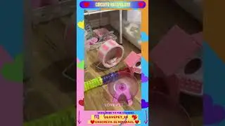 Circuito ratópolis!!! 😂#shorts (cute animals😍)