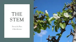 The Stem - Parts of a Plant | Class 4 | ICSE | Science Olympiad | 2 Minute Revision