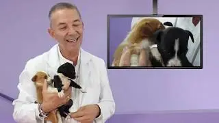 Cachorritos en apdoción