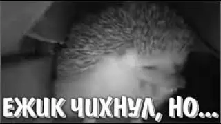 ежик чихнул