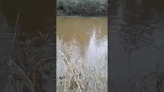 #shorts Сорога с утра