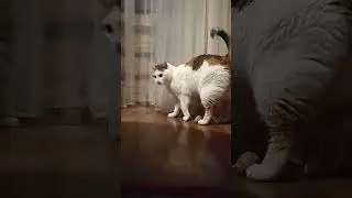 Кошка играет с пробкой