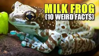Milk Frog 🥛 (10 FACTS You NEVER KNEW)