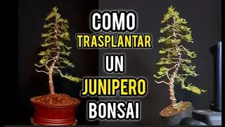 como trasplantar de junipero de vivero a maceta de bonsai