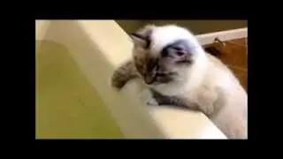 Ragdoll plays with fishies