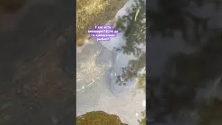 Мой аквариум с рыбками