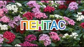 Как правильно вырастить ПЕНТАС из семян