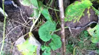 Using Bamboo Poles to Support a Trellis