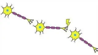 Nervous System: Part 2 - Neuron