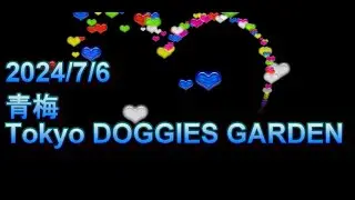 ハッピーホッピーマイナス３　in　Tokyo DOGGIES GARDEN