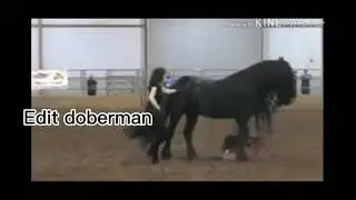 эдит лошади