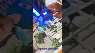 Печать шаржа на холсте, как это происходит.