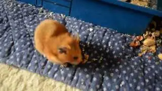 The Adventures of Whiskey