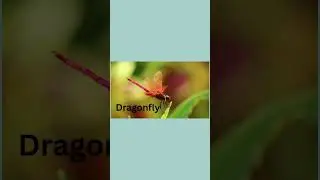 Insects🐛