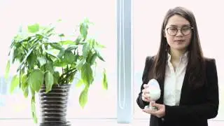 Stevia Sugar