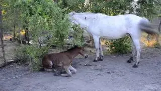 спасение жеребца