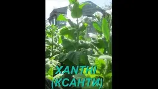 ДНЕВНИК ТАБАКОВОДА № 23 ( 2.07 СОРТ ТАБАКА КСАНТИ ( XANTHI ) ) ) ТАБАК