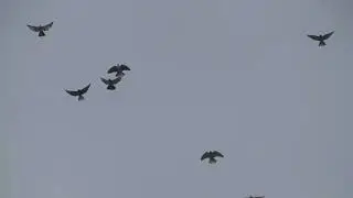Полеты на Марганецком голубедроме  30  03 22г