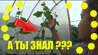 ЧЕТЫРЕ КУСТА из ДВУХ